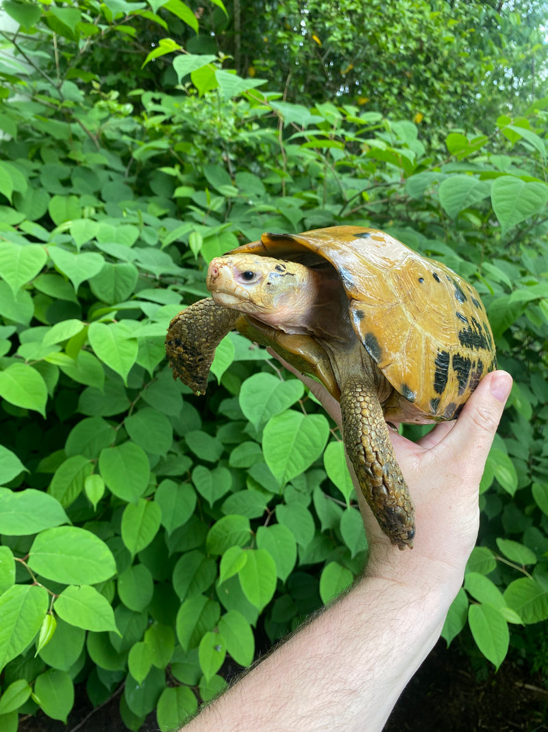 Forstens Tortoise Adult  Male 1 (Indotestudo forstenii)