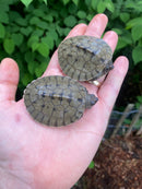 Painted River Terrapin Babies (Batagur borneoensis)