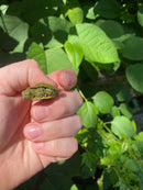 Two Headed Red Eared Slider Turtle (Trachemys elegans)