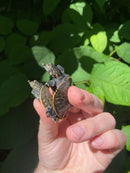 Florida Softshell (Apalone ferox)