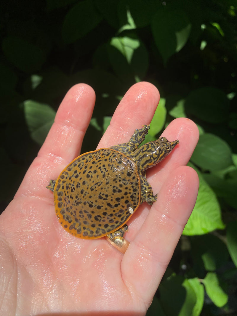 Spiny Softshell Turtle for sale online buy baby spiny softshell