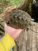 Adult Diamondback Terrapin Trio (Malaclemys terrapin)