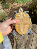Adult Diamondback Terrapin Trio (Malaclemys terrapin)