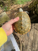 Adult Diamondback Terrapin Trio (Malaclemys terrapin)