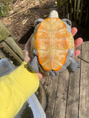 Adult Diamondback Terrapin Trio (Malaclemys terrapin)