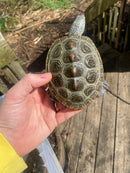 Adult Diamondback Terrapin Trio (Malaclemys terrapin)