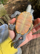 Adult Diamondback Terrapin Trio (Malaclemys terrapin)