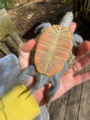 Adult Diamondback Terrapin Trio (Malaclemys terrapin)