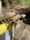 Adult Diamondback Terrapin Trio (Malaclemys terrapin)