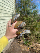 Adult Diamondback Terrapin Trio (Malaclemys terrapin)