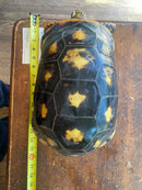 Suriname Red Foot Tortoise Adult Pair (Chelonoidis carbonaria)