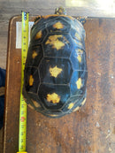 Suriname Red Foot Tortoise Adult Pair (Chelonoidis carbonaria)