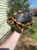 Suriname Red Foot Tortoise Adult Pair (Chelonoidis carbonaria)
