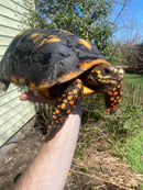 Suriname Red Foot Tortoise Adult Pair (Chelonoidis carbonaria)