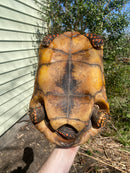 Suriname Red Foot Tortoise Adult Pair (Chelonoidis carbonaria)