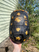 Suriname Red Foot Tortoise Adult Pair (Chelonoidis carbonaria)
