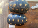 Suriname Red Foot Tortoise Adult Pair (Chelonoidis carbonaria)