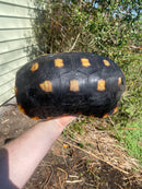 Suriname Red Foot Tortoise Adult Pair (Chelonoidis carbonaria)