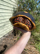 Suriname Red Foot Tortoise Adult Pair (Chelonoidis carbonaria)