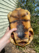 Suriname Red Foot Tortoise Adult Pair (Chelonoidis carbonaria)