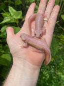Leucistic Spanish Ribbed Newt Adults (Pleurodeles waltl)