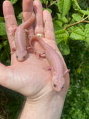 Leucistic Spanish Ribbed Newt Adults (Pleurodeles waltl)