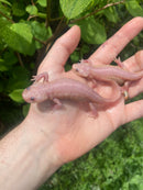 Leucistic Spanish Ribbed Newt Adults (Pleurodeles waltl)