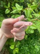 Leucistic Spanish Ribbed Newt Adults (Pleurodeles waltl)