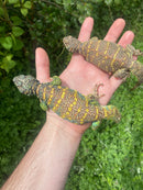 Ornate Uromastyx Subadult Pair (Uromastyx ornata)
