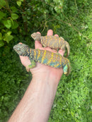 Ornate Uromastyx Subadult Pair (Uromastyx ornata)