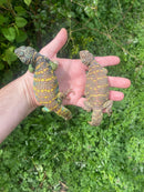 Ornate Uromastyx Subadult Pair (Uromastyx ornata)