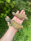 Ornate Uromastyx Subadult Pair (Uromastyx ornata)