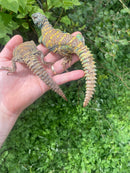 Ornate Uromastyx Subadult Pair (Uromastyx ornata)