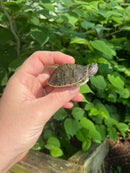Charcoal Penninsula Cooter Turtle Babies (Pseudemys peninsularis)