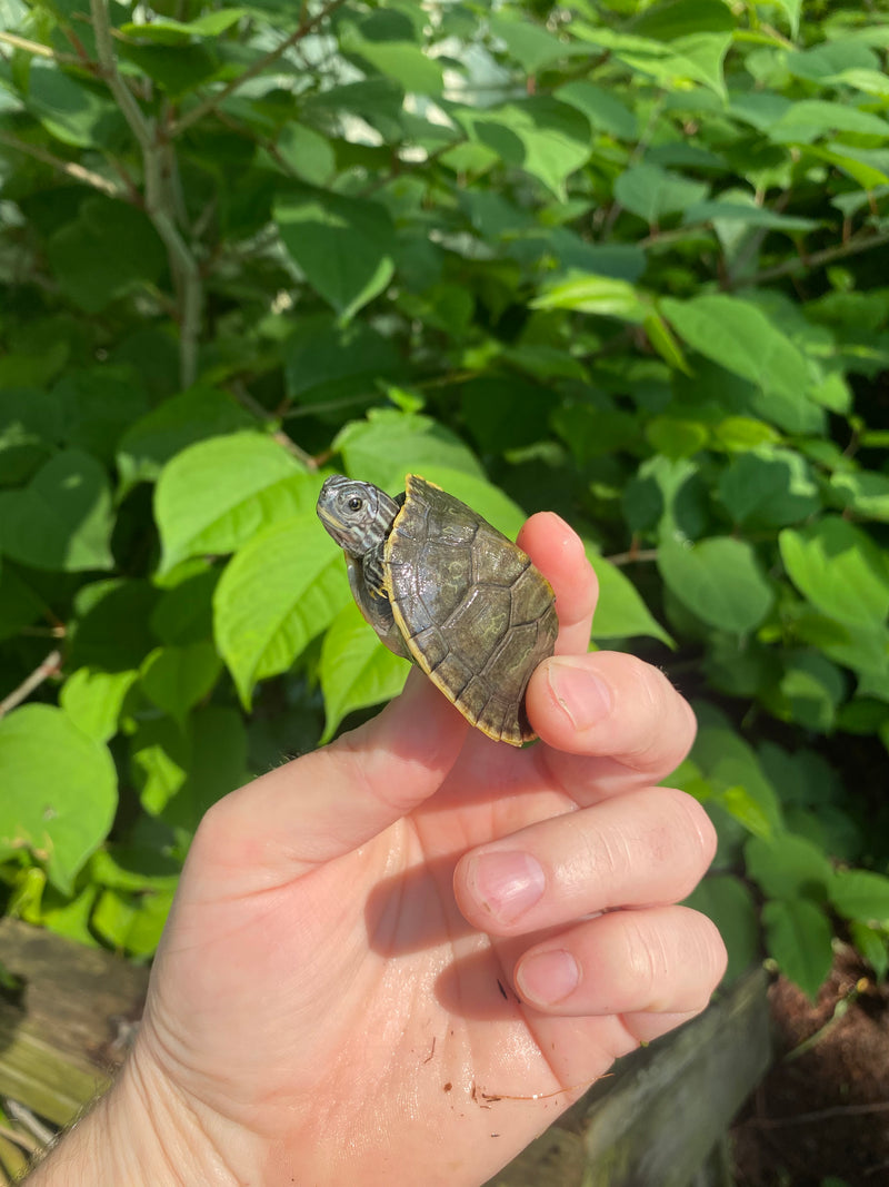 Charcoal Penninsula Cooter Turtle Babies (Pseudemys peninsularis)