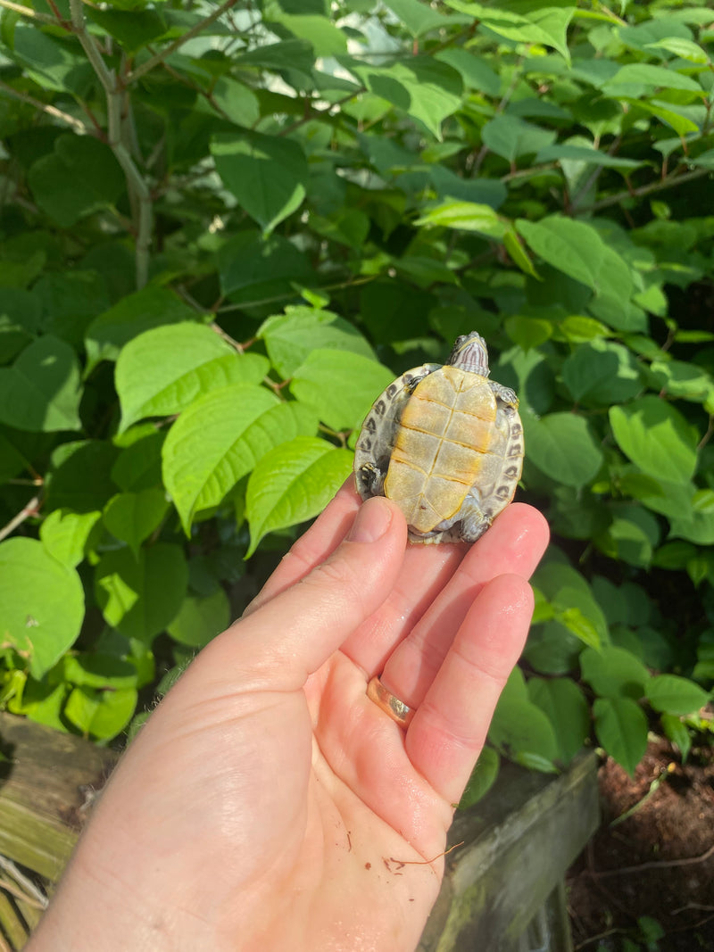 Charcoal Penninsula Cooter Turtle Babies (Pseudemys peninsularis)