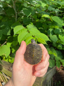 Charcoal Penninsula Cooter Turtle Babies (Pseudemys peninsularis)