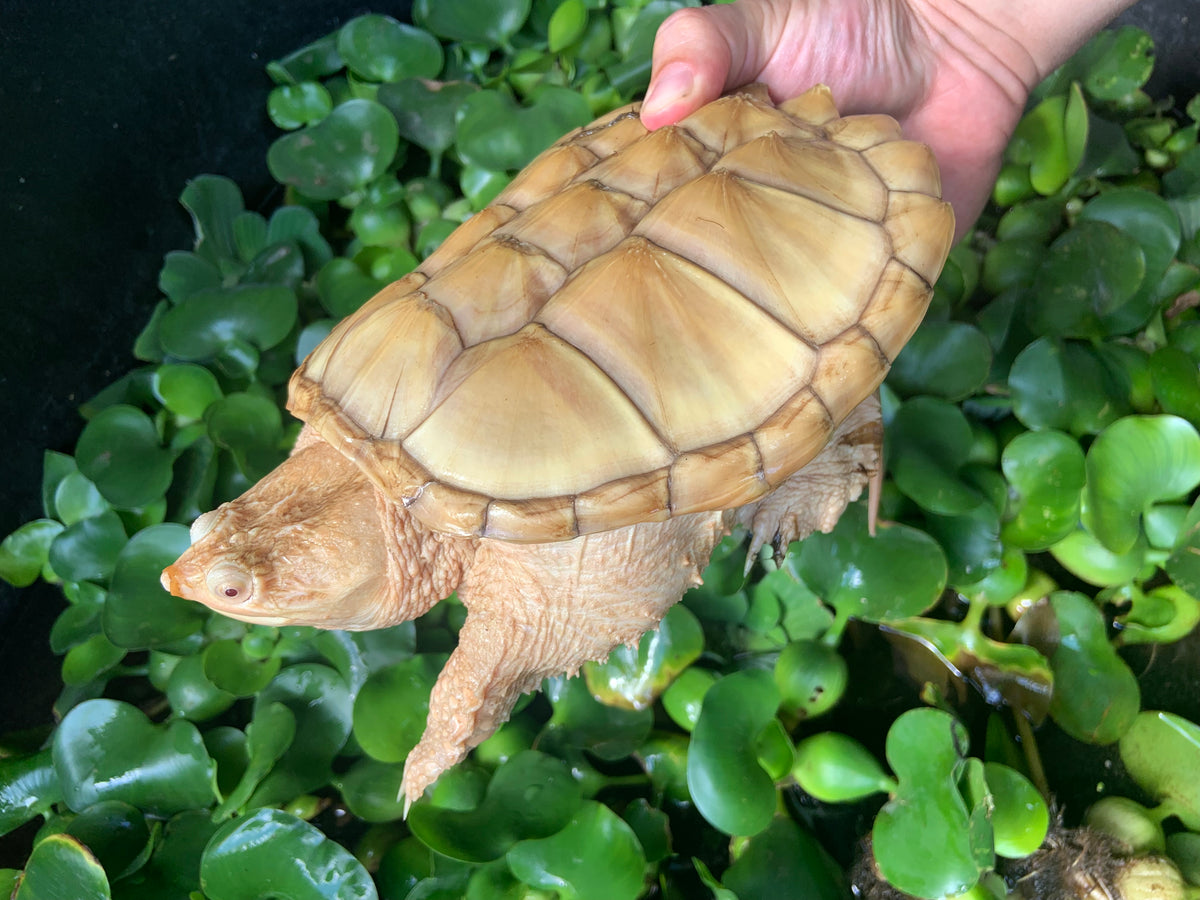 Albino T+ Common Snapping Turtle For Sale | American Reptile
