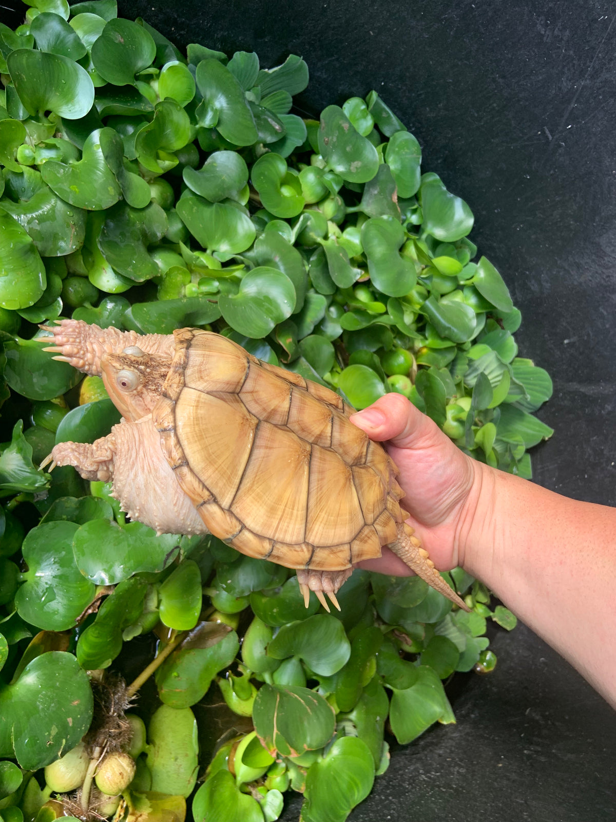 Albino T+ Common Snapping Turtle For Sale | American Reptile