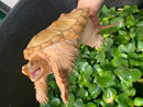 Albino T+ Common Snapping Turtle Female (Chelydra serpentina)