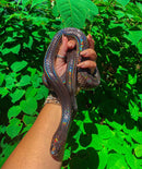 Sunbeam Snake (Xenopeltis unicolor)