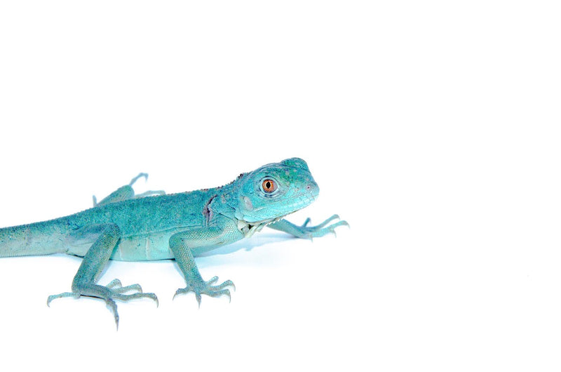 Axanthic Blue Iguanas (Iguana iguana)
