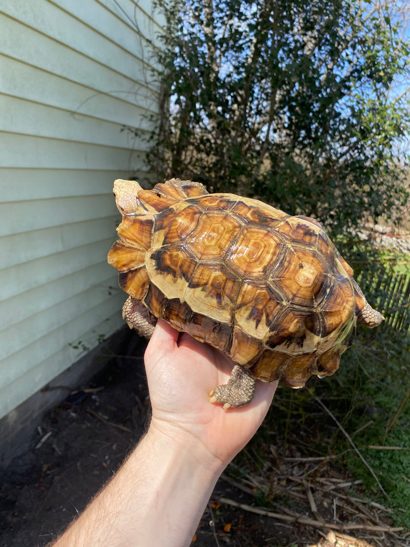 Forest Hinge-back Tortoise Adult Pair (Kinixys erosa)