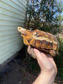 Forest Hinge-back Tortoise Adult Pair (Kinixys erosa)