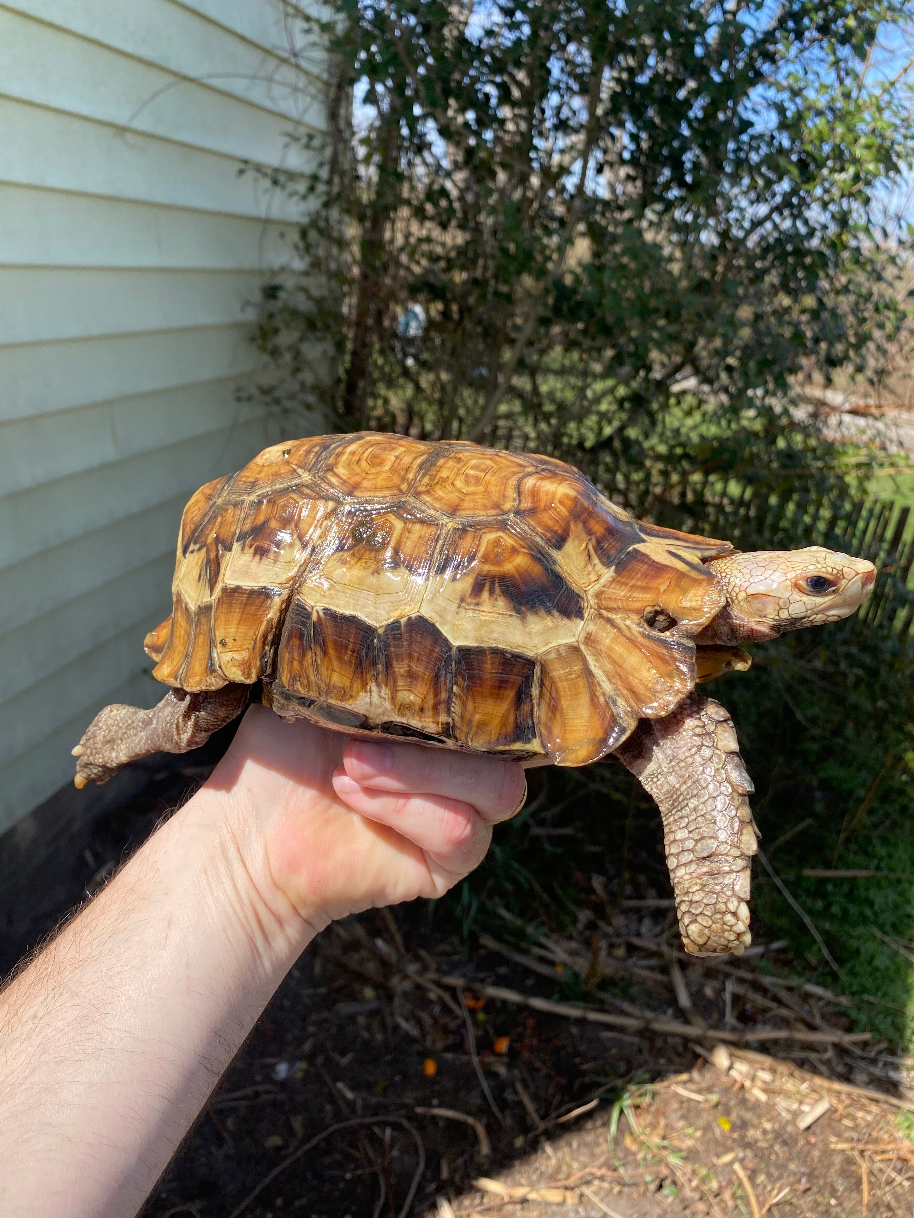 Forest Hinge-back Tortoise For Sale | American Reptile Distributors