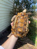 Forest Hinge-back Tortoise Adult Pair (Kinixys erosa)