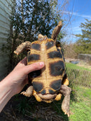 Forest Hinge-back Tortoise Adult Pair (Kinixys erosa)