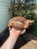 Forest Hinge-back Tortoise Adult Pair (Kinixys erosa)