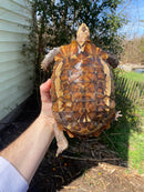 Forest Hinge-back Tortoise Adult Pair (Kinixys erosa)