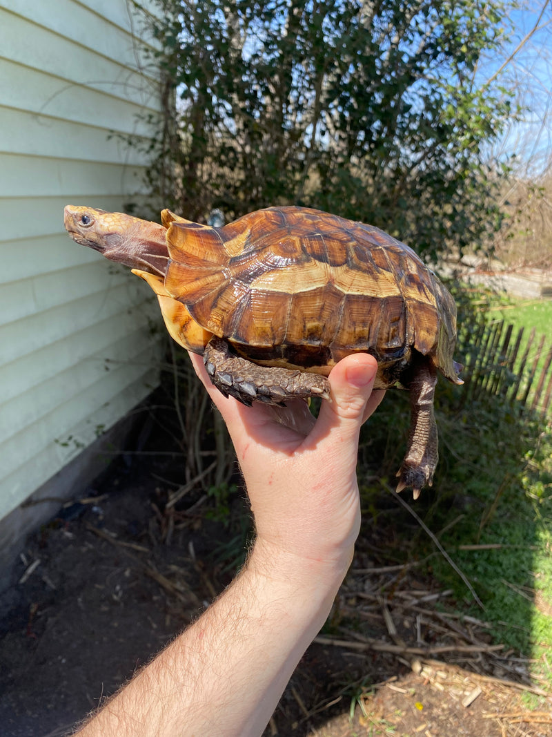 Forest Hinge-back Tortoise Adult Pair (Kinixys erosa)